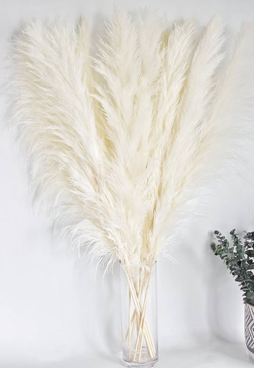 Pampas Grass 46’inch